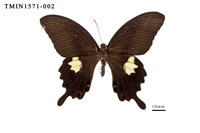 藏品(白紋鳳蝶)的圖片